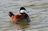 Ruddy Duck